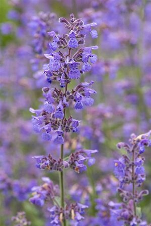 Nepeta Junior Walker geen maat specificatie 0,55L/P9cm - image 2