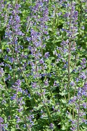 Nepeta Junior Walker geen maat specificatie 0,55L/P9cm - image 3