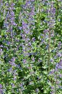 Nepeta Junior Walker geen maat specificatie 0,55L/P9cm - image 3