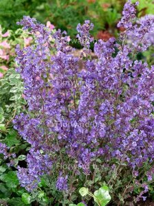 Nepeta 'Kit Cat' geen maat specificatie 0,55L/P9cm - afbeelding 2