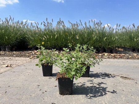 Nepeta 'Kit Cat' geen maat specificatie 0,55L/P9cm - afbeelding 1