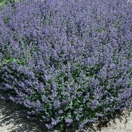 Nepeta 'Kit Cat' geen maat specificatie 0,55L/P9cm - afbeelding 3