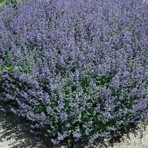 Nepeta 'Kit Cat' geen maat specificatie 0,55L/P9cm - afbeelding 3