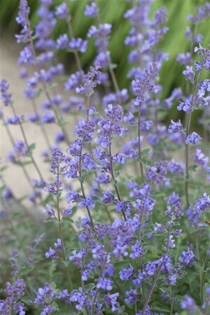 Nepeta 'Senior' geen maat specificatie 0,55L/P9cm - afbeelding 5
