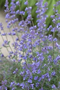 Nepeta 'Senior' geen maat specificatie 0,55L/P9cm - afbeelding 5