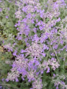 Nepeta 'Senior' geen maat specificatie 0,55L/P9cm