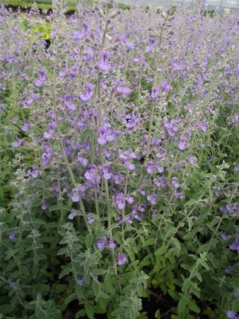 Nepeta 'Senior' geen maat specificatie 0,55L/P9cm - afbeelding 2