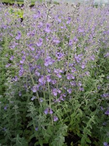 Nepeta 'Senior' geen maat specificatie 0,55L/P9cm - afbeelding 2