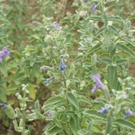 Nepeta 'Senior' geen maat specificatie 0,55L/P9cm - afbeelding 3