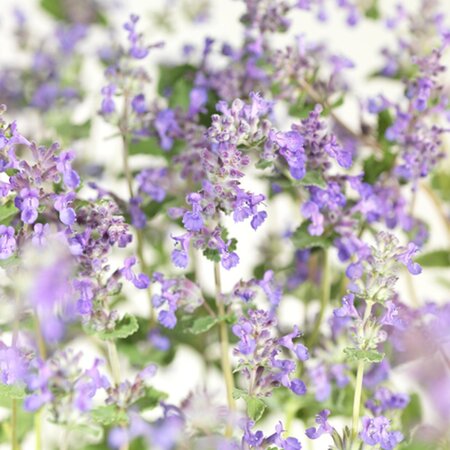 Nepeta 'Senior' geen maat specificatie 0,55L/P9cm - afbeelding 4