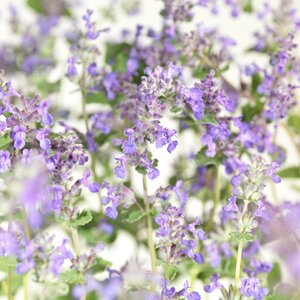 Nepeta 'Senior' geen maat specificatie 0,55L/P9cm - afbeelding 4