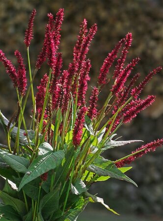 Persicaria a. 'Vesuvius' geen maat specificatie 0,55L/P9cm - afbeelding 2