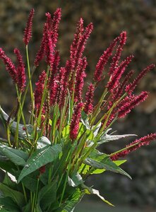 Persicaria a. 'Vesuvius' geen maat specificatie 0,55L/P9cm - afbeelding 2
