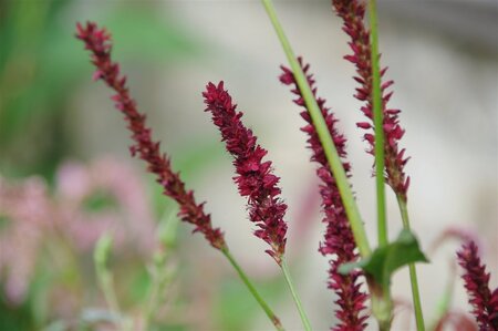 Persicaria a. 'Vesuvius' geen maat specificatie 0,55L/P9cm