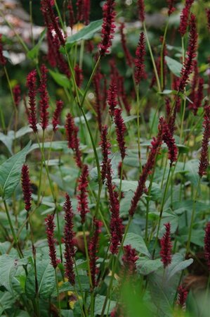 Persicaria a. 'Vesuvius' geen maat specificatie 0,55L/P9cm - afbeelding 4