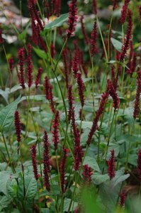 Persicaria a. 'Vesuvius' geen maat specificatie 0,55L/P9cm - image 4