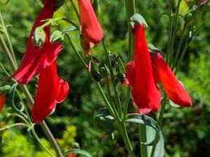 Penstemon b. 'Coccineus' geen maat specificatie 0,55L/P9cm