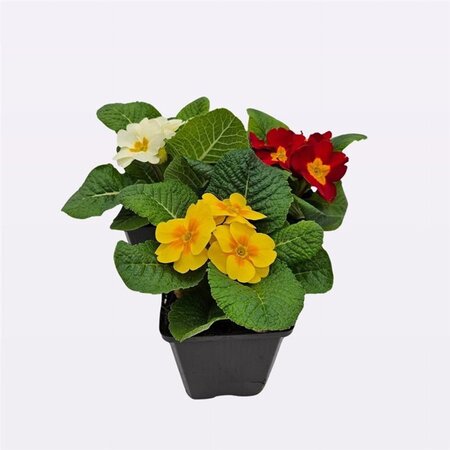 Primula vulgaris geen maat specificatie 0,55L/P9cm - afbeelding 6