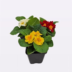 Primula vulgaris geen maat specificatie 0,55L/P9cm - afbeelding 6