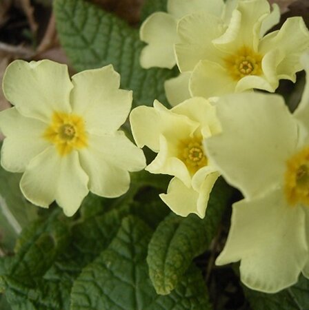 Primula vulgaris geen maat specificatie 0,55L/P9cm - afbeelding 4