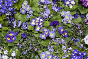 Primula vulgaris geen maat specificatie 0,55L/P9cm