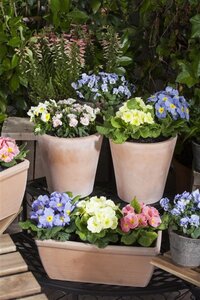 Primula vulgaris geen maat specificatie 0,55L/P9cm - afbeelding 8