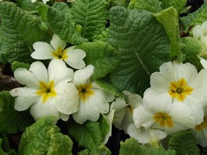 Primula vulgaris geen maat specificatie 0,55L/P9cm - afbeelding 3