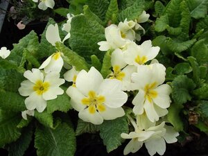 Primula vulgaris geen maat specificatie 0,55L/P9cm - afbeelding 2
