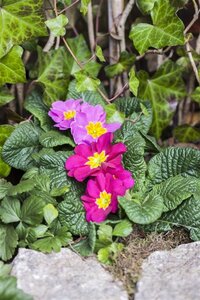Primula vulgaris geen maat specificatie 0,55L/P9cm - afbeelding 7