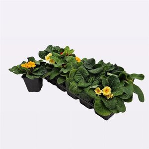 Primula vulgaris geen maat specificatie 0,55L/P9cm - afbeelding 5