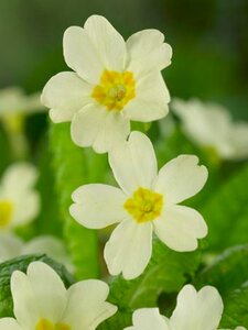 Primula vulgaris geen maat specificatie 0,55L/P9cm - afbeelding 10