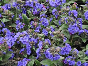 Pulmonaria 'Blue Ensign' geen maat specificatie 0,55L/P9cm - afbeelding 4