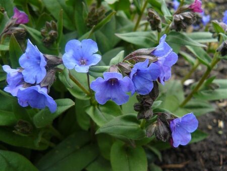Pulmonaria 'Blue Ensign' geen maat specificatie 0,55L/P9cm - afbeelding 2