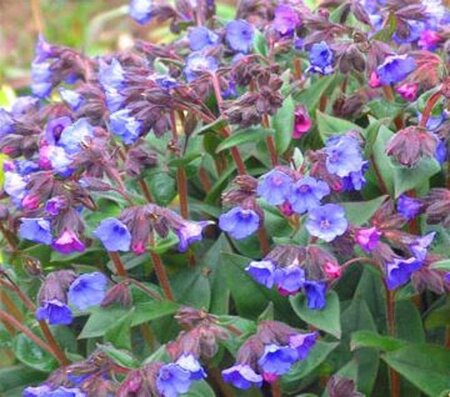Pulmonaria 'Blue Ensign' geen maat specificatie 0,55L/P9cm - afbeelding 1