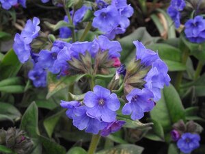 Pulmonaria 'Blue Ensign' geen maat specificatie 0,55L/P9cm - afbeelding 3