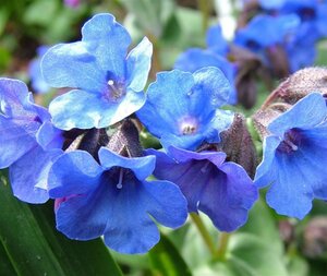 Pulmonaria 'Blue Ensign' geen maat specificatie 0,55L/P9cm - afbeelding 5