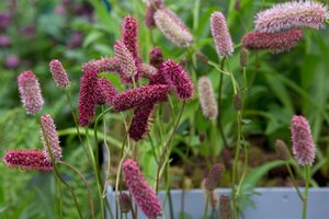 Sanguisorba menziesii geen maat specificatie 0,55L/P9cm