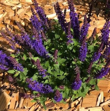 Salvia nem. Blue Bouquetta geen maat specificatie 0,55L/P9cm