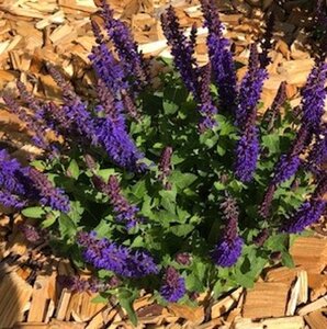 Salvia nem. Blue Bouquetta geen maat specificatie 0,55L/P9cm