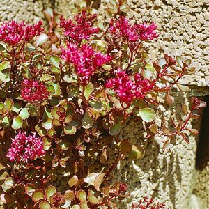 Sedum spurium 'Coccineum' geen maat specificatie 0,55L/P9cm