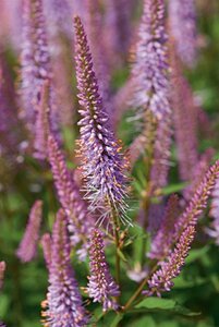 Veronicastrum virg. 'Red Arrows' geen maat specificatie 0,55L/P9cm - afbeelding 1