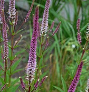 Veronicastrum virg. 'Red Arrows' geen maat specificatie 0,55L/P9cm - afbeelding 2