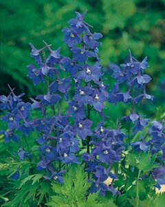 Delphinium (B) 'Bellamosum' geen maat specificatie 0,55L/P9cm
