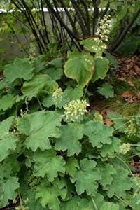 Heuchera villosa geen maat specificatie 0,55L/P9cm - afbeelding 1