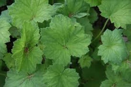 Heuchera villosa geen maat specificatie 0,55L/P9cm - afbeelding 2