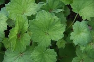 Heuchera villosa geen maat specificatie 0,55L/P9cm - afbeelding 2