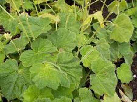 Heuchera villosa geen maat specificatie 0,55L/P9cm - afbeelding 3