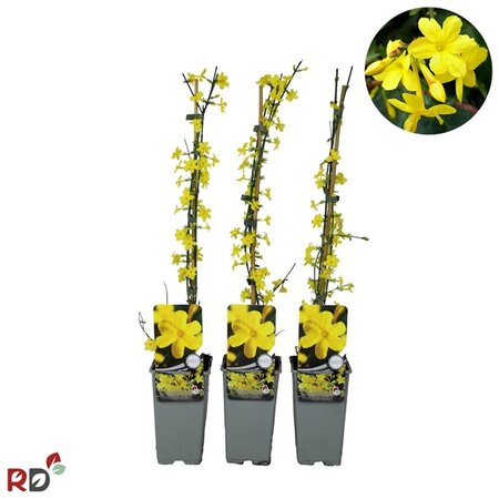 Jasminum nudiflorum 70 cm vierkant 2L - afbeelding 4