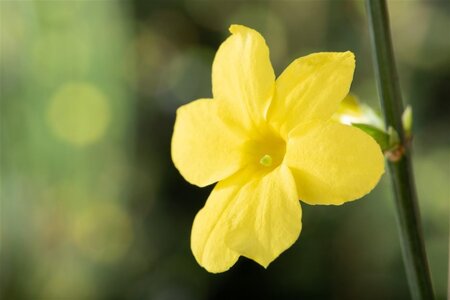 Jasminum nudiflorum 70 cm vierkant 2L - afbeelding 3