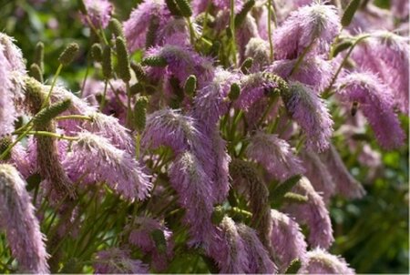 Sanguisorba ten. 'Pink Elephant' geen maat specificatie 0,55L/P9cm